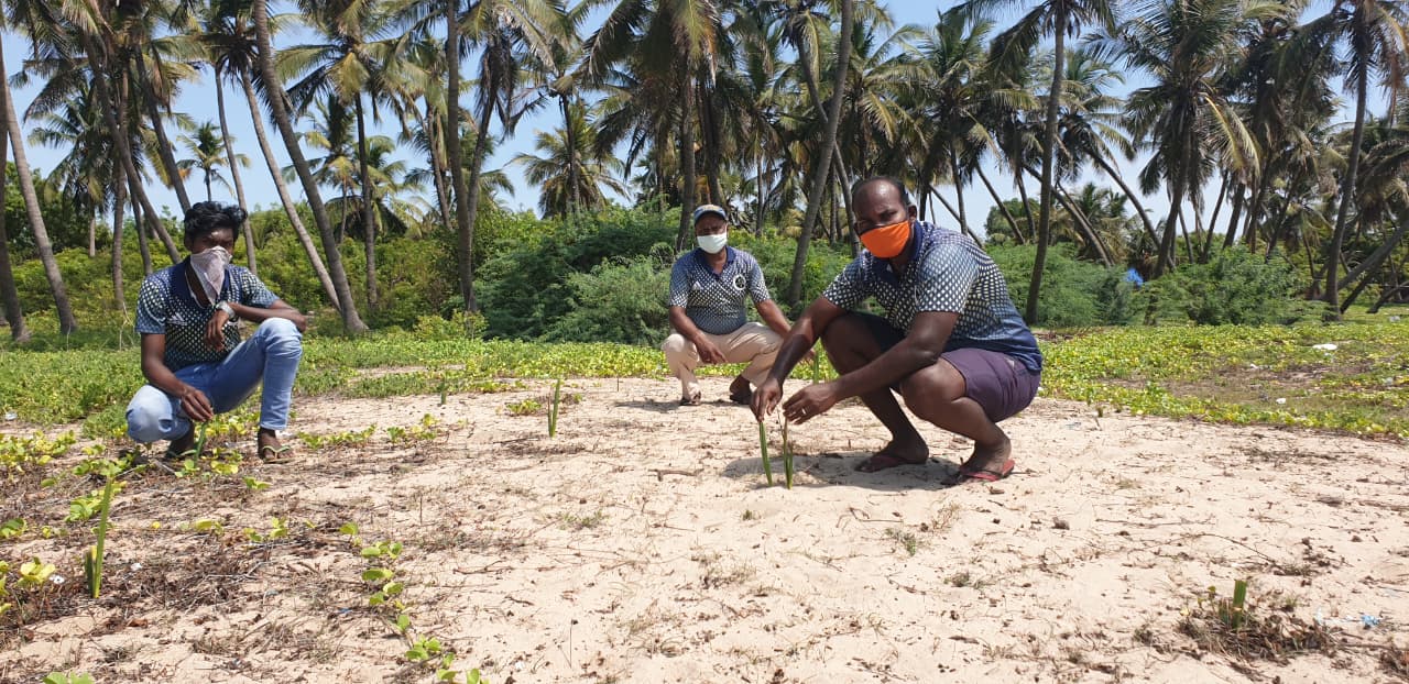 Palm Tree Plantation in Puducherry & Tamil Nadu | DSC Society Banner